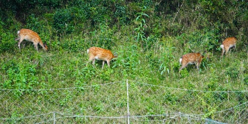 防獣網の外を移動する鹿の群れ