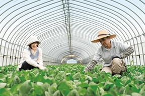[JP][Blog]生産者