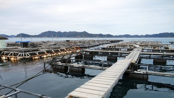 [JP][Blog]養殖いかだ