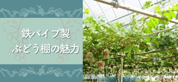[JP]鉄パイプぶどう棚キービジュ