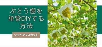 ぶどう棚を単管パイプでDIYするには？！そのやり方をステップ毎に詳しく解説。