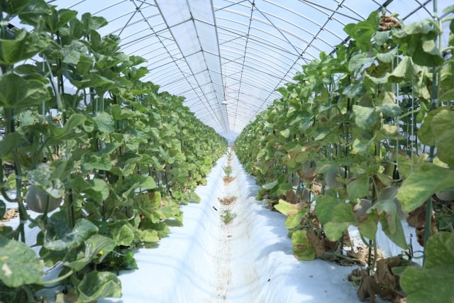 ②園芸ハウス用 栽培棚 ドブ漬け加工品 サビに強いです。 鉢物栽培や