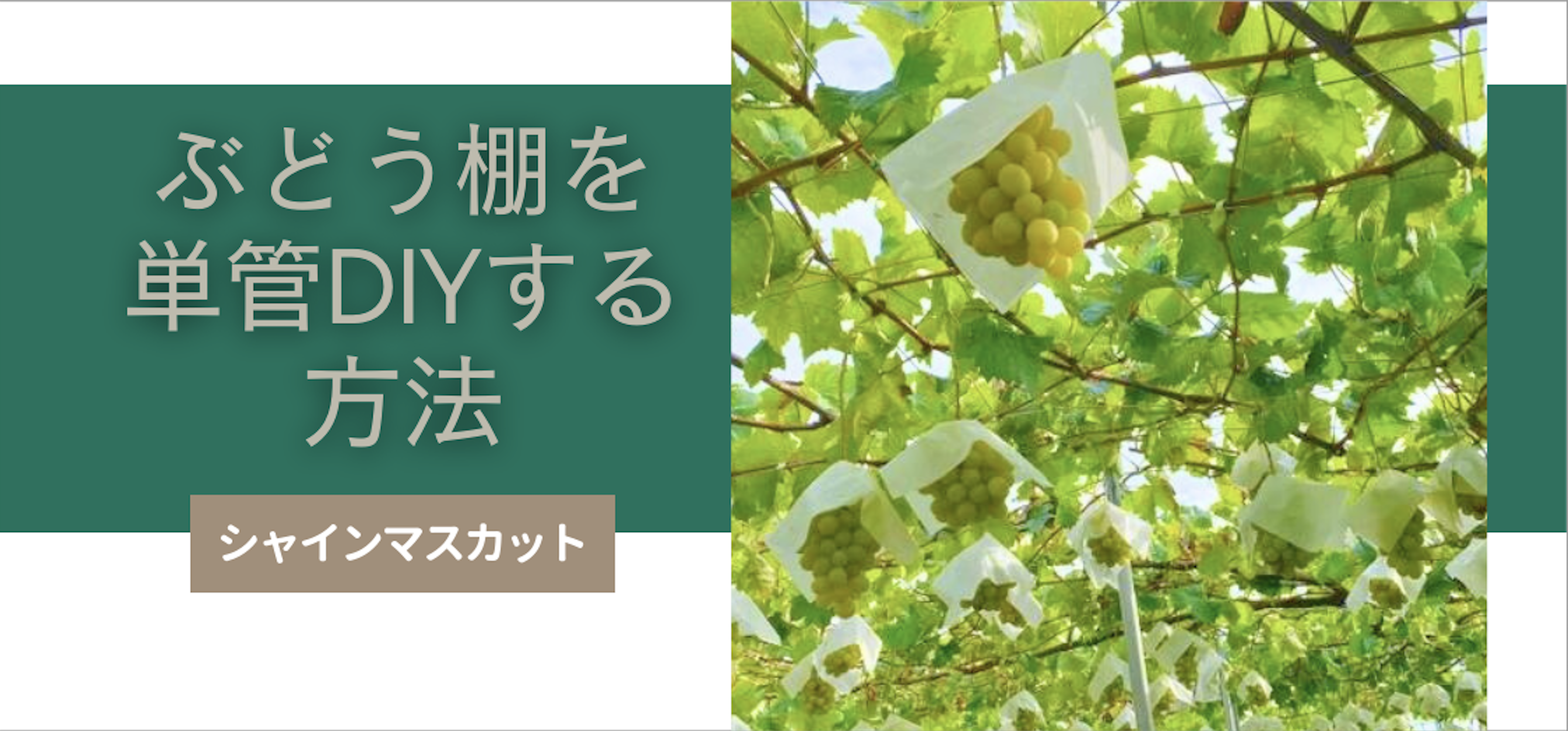 ぶどう棚を単管パイプでDIYするには？！そのやり方をステップ毎に詳しく解説。